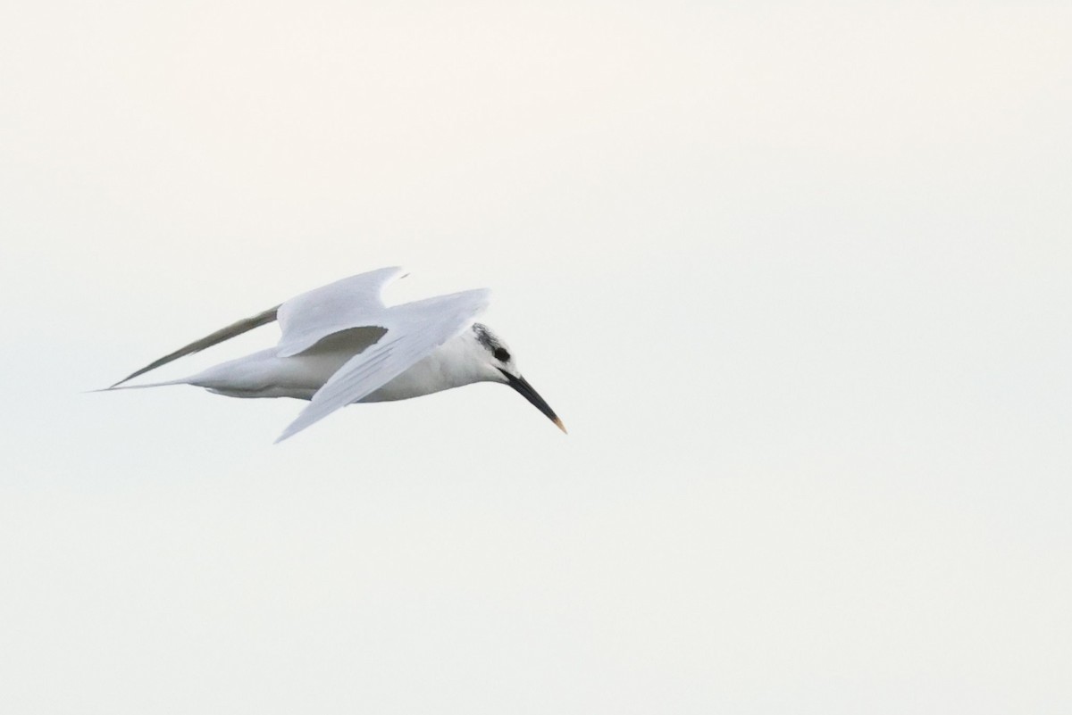 Пестроносая крачка - ML644597401