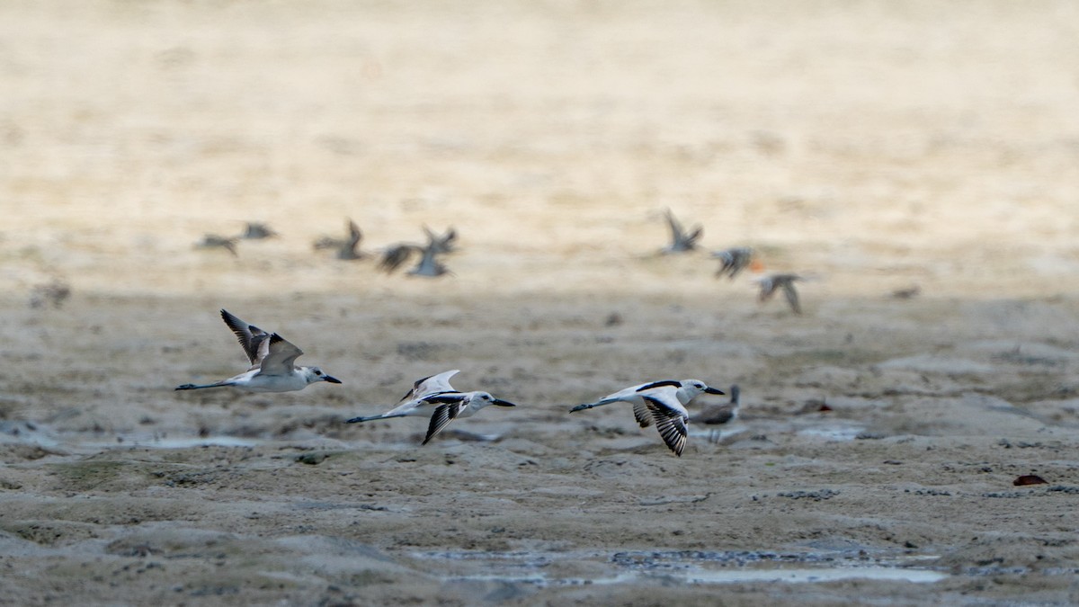 krabbeeter - ML644597409