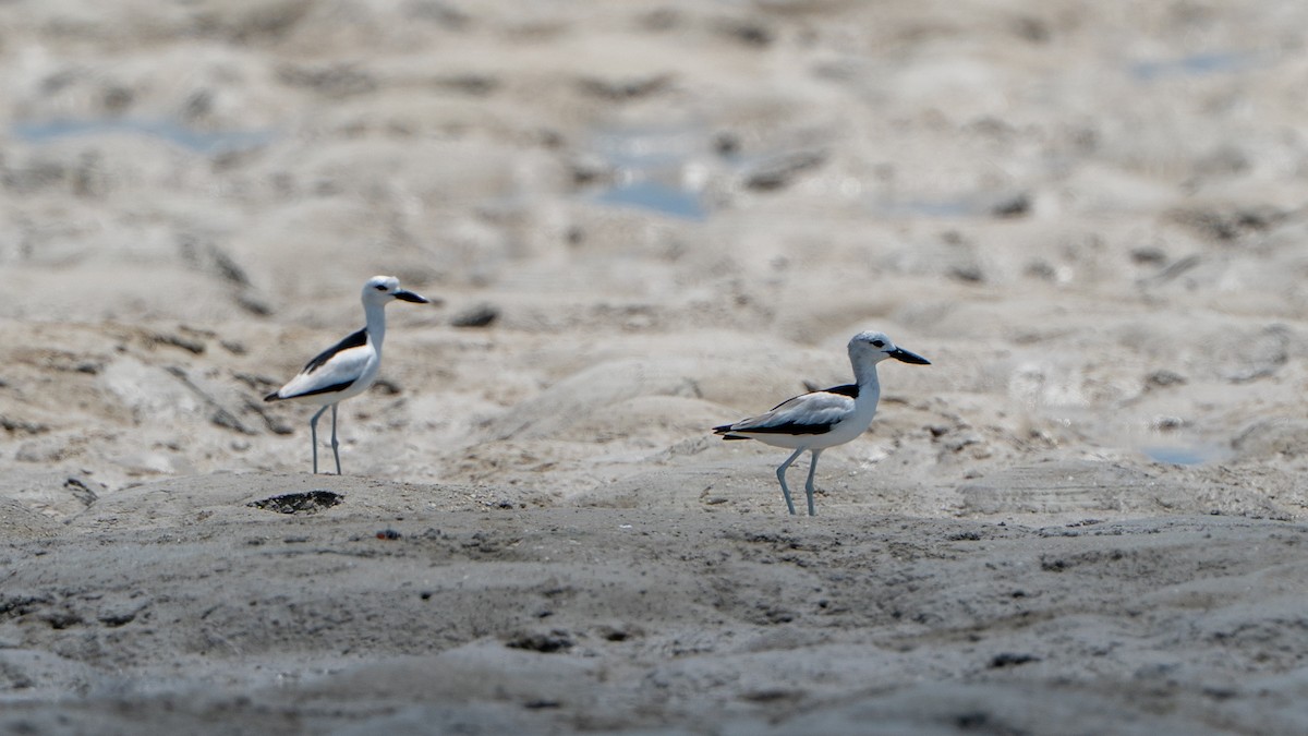 krabbeeter - ML644597410