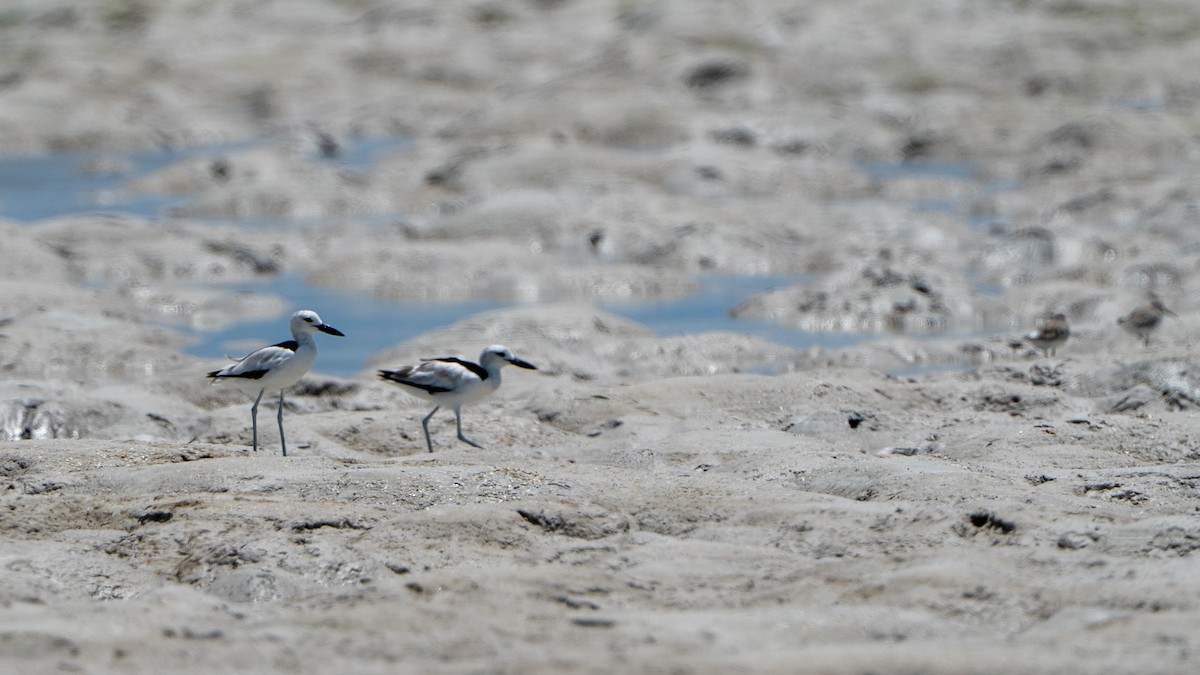 krabbeeter - ML644597411