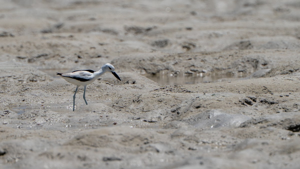 krabbeeter - ML644597412