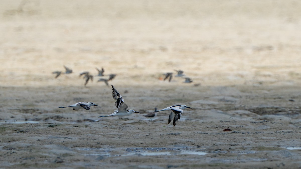 krabbeeter - ML644597413