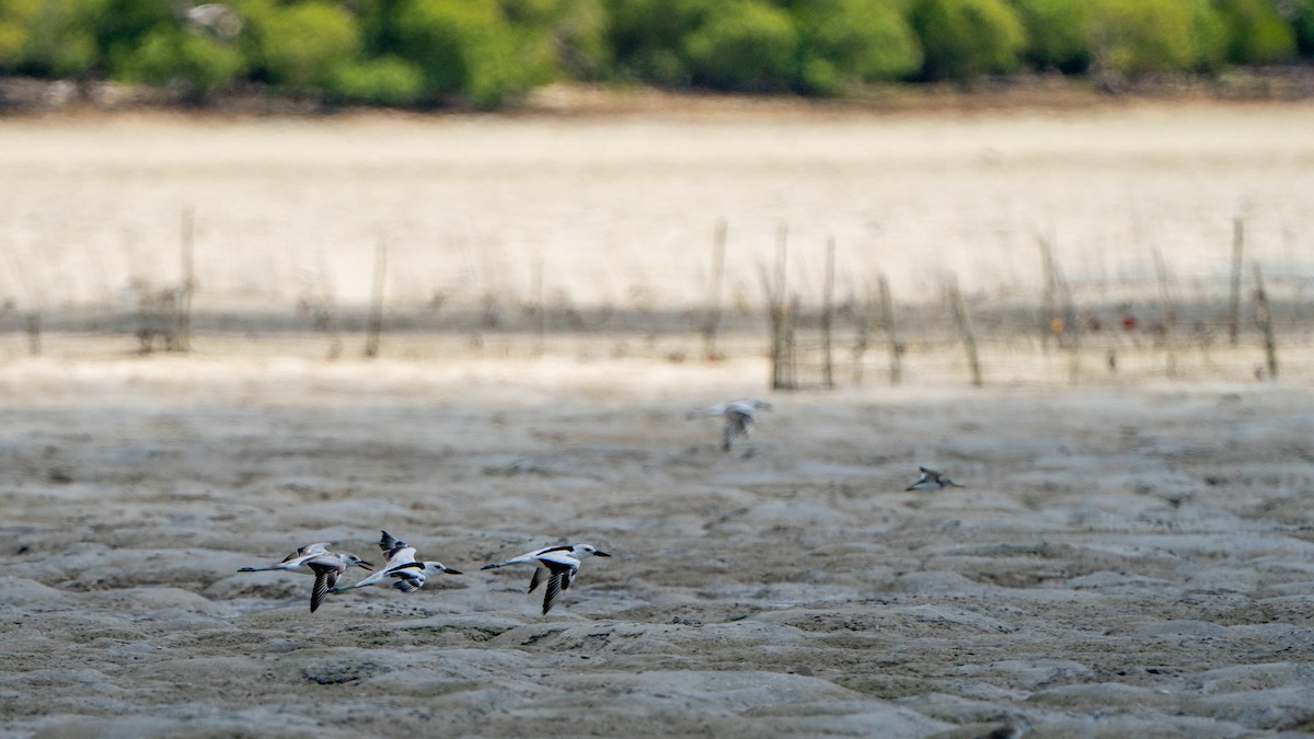 krabbeeter - ML644597415