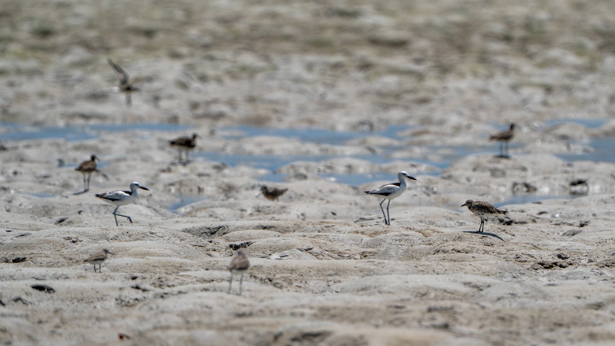 krabbeeter - ML644597416