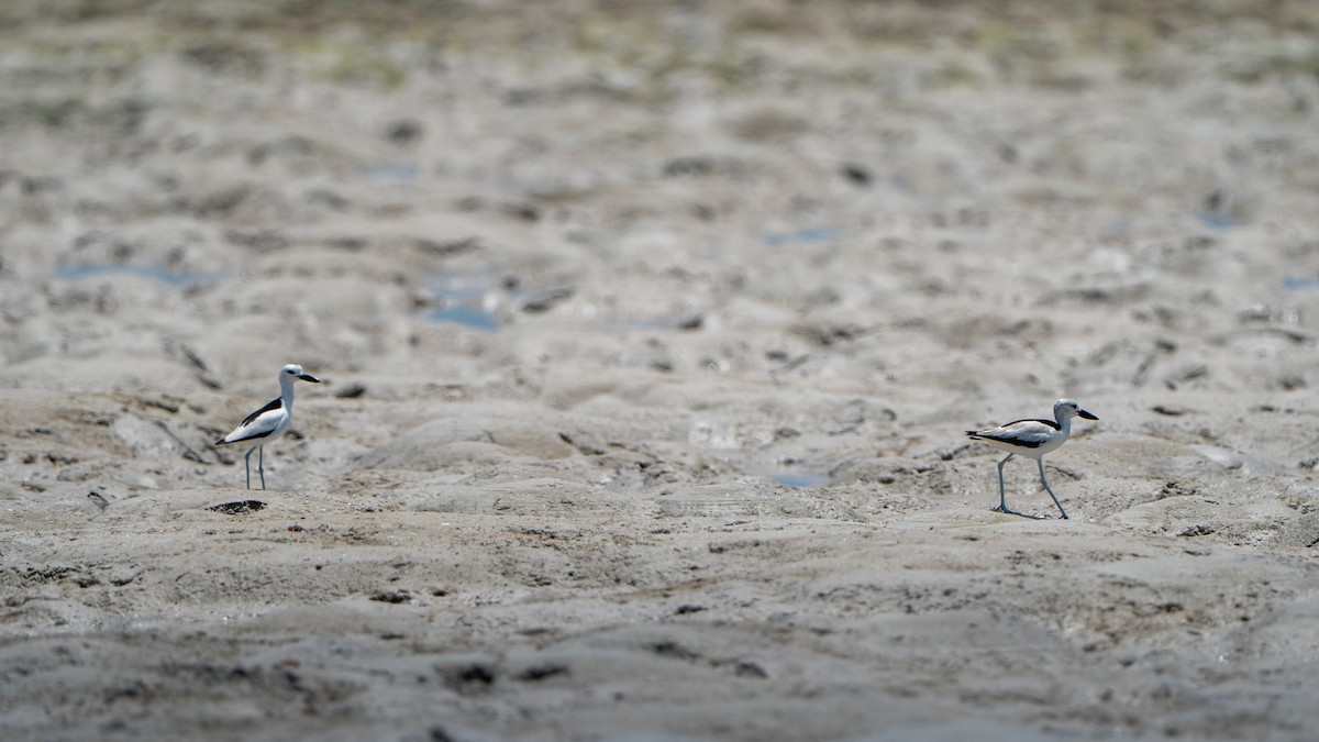 krabbeeter - ML644597417