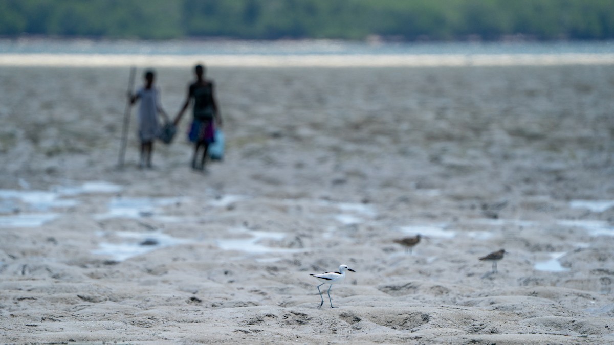 krabbeeter - ML644597418