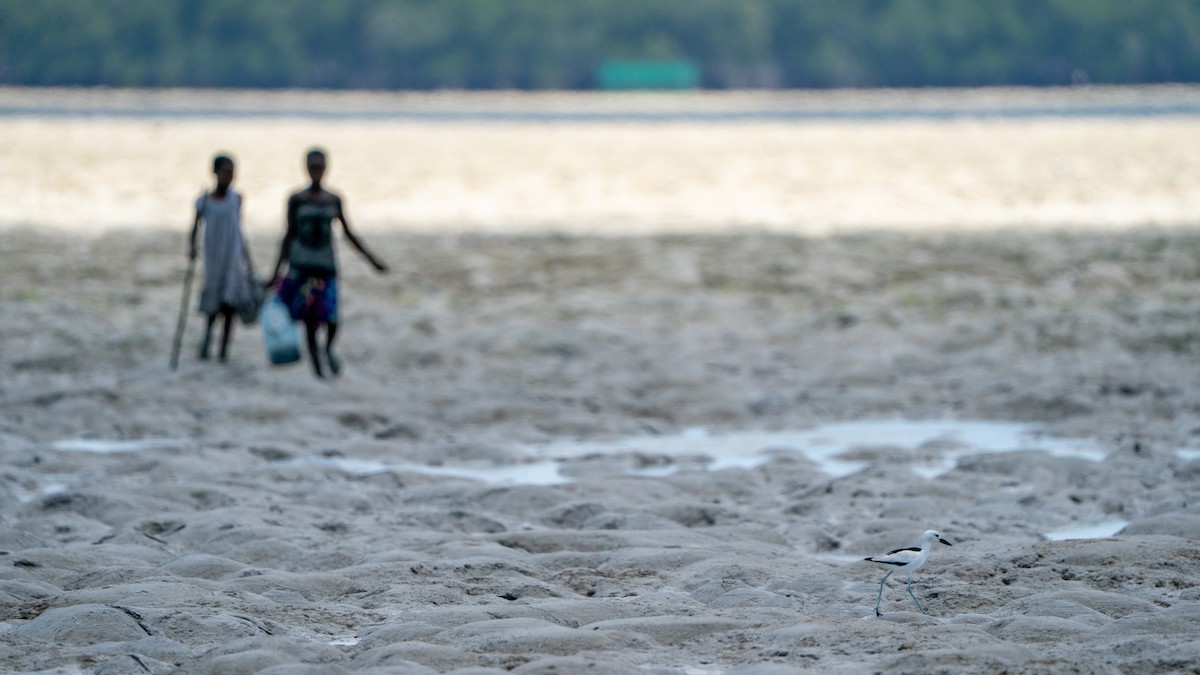 krabbeeter - ML644597419