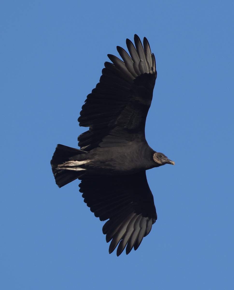 Karga Akbabası - ML644597428