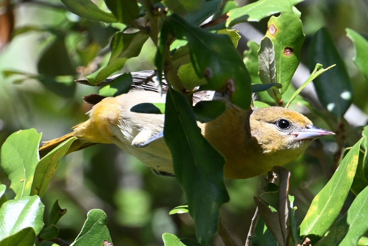 lundtrupial - ML644597430