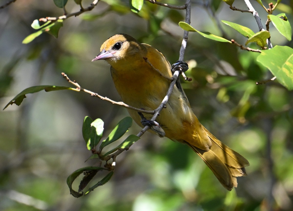 lundtrupial - ML644597431