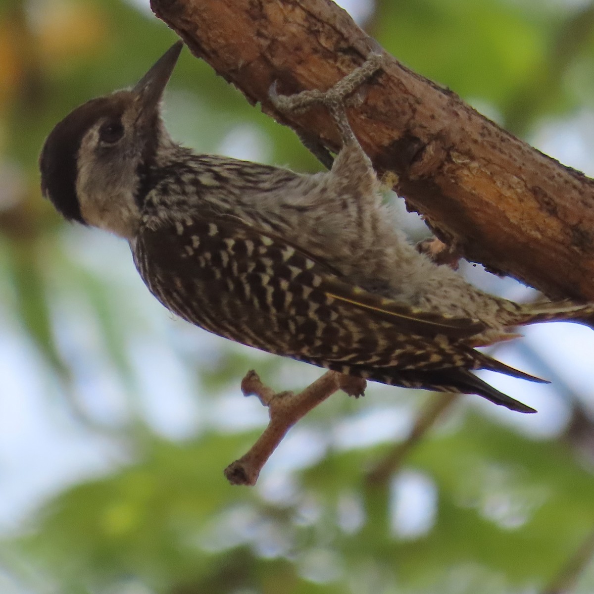 Cardinal Woodpecker - ML644597432