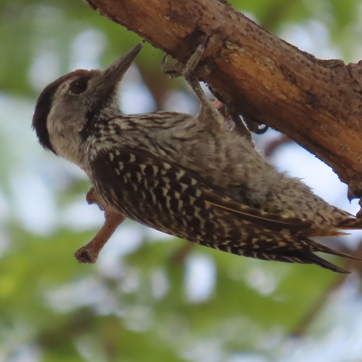 Cardinal Woodpecker - ML644597433