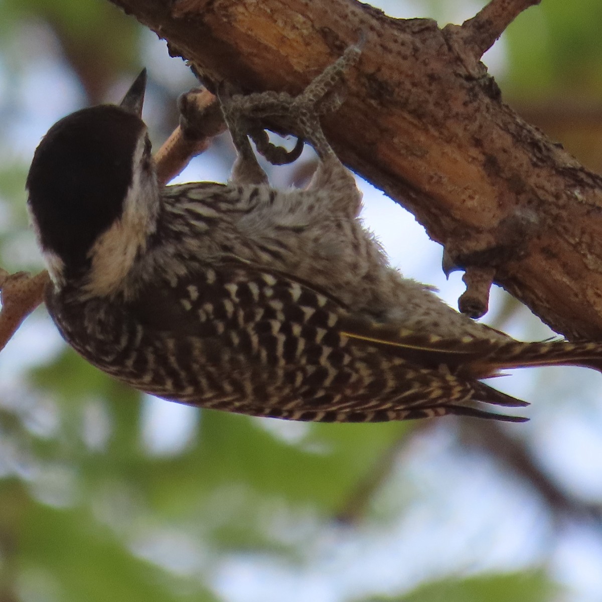 Cardinal Woodpecker - ML644597434