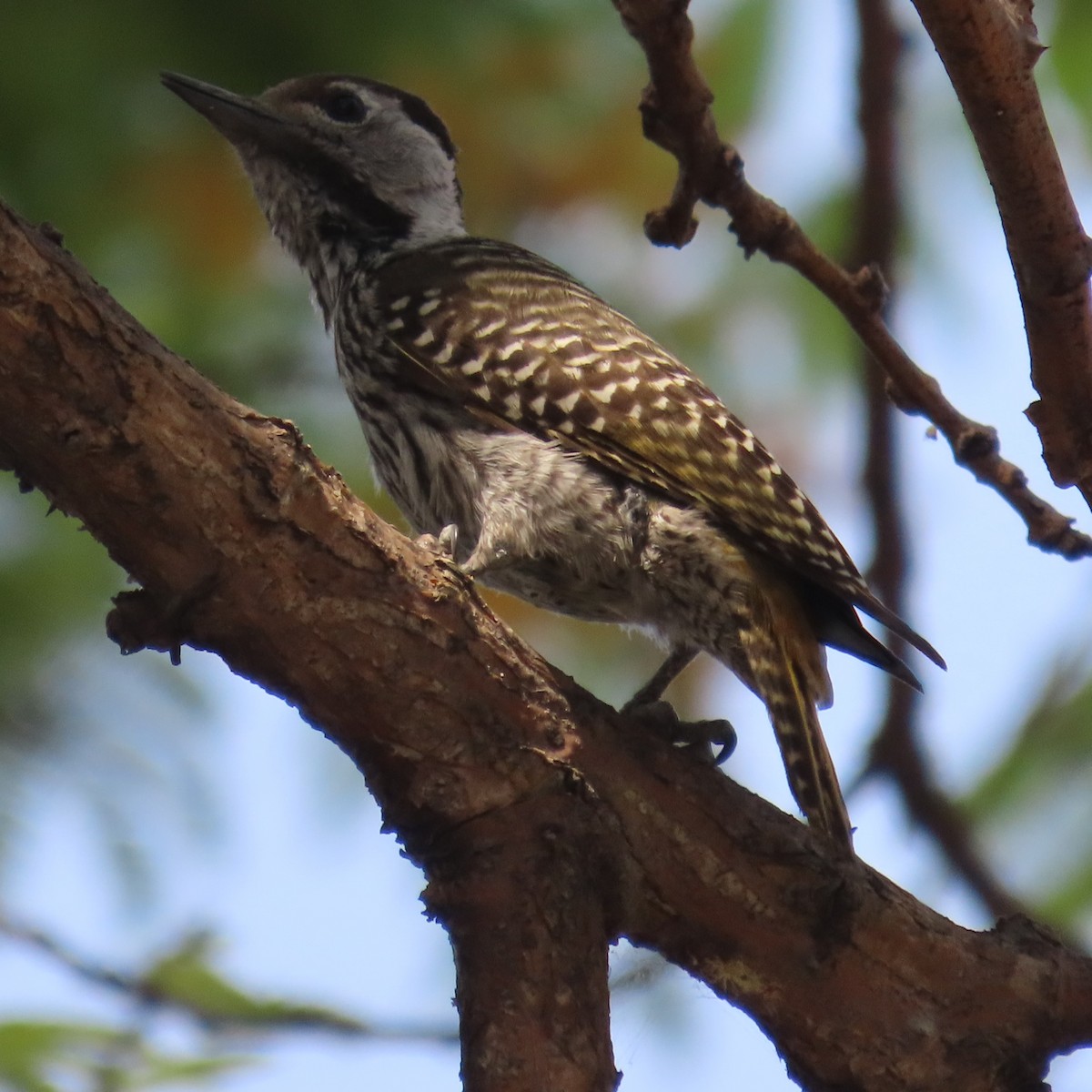 Cardinal Woodpecker - ML644597435