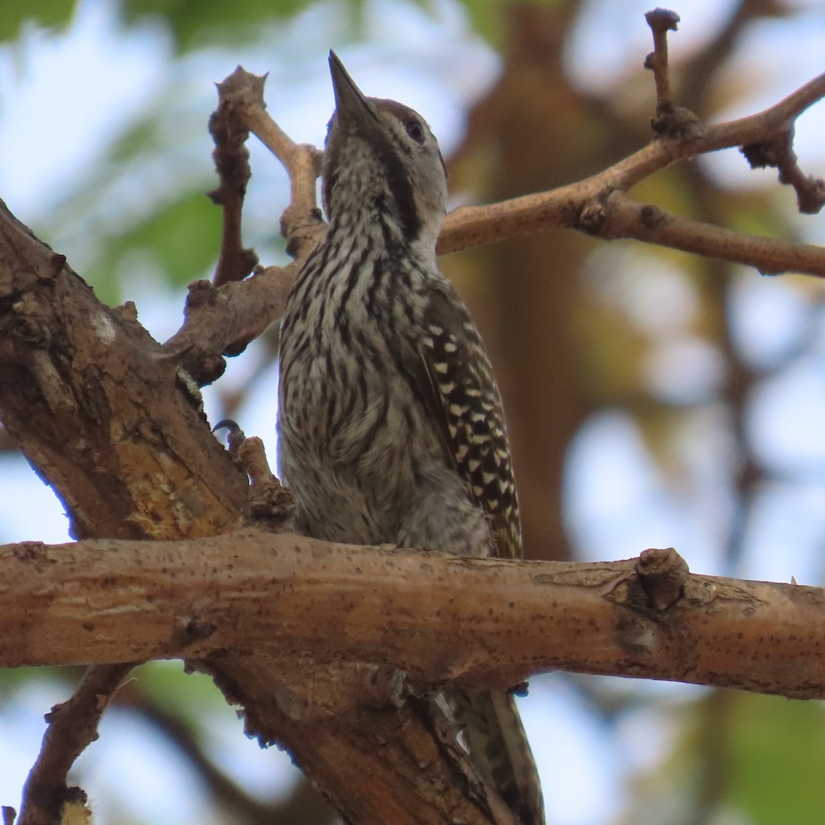 Cardinal Woodpecker - ML644597436