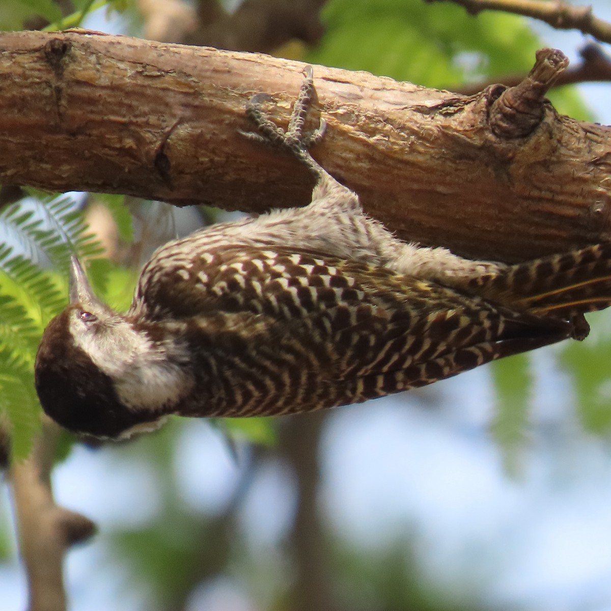 Cardinal Woodpecker - ML644597437