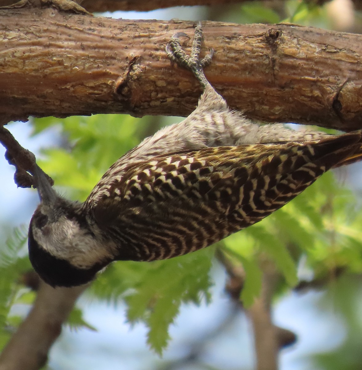 Cardinal Woodpecker - ML644597438