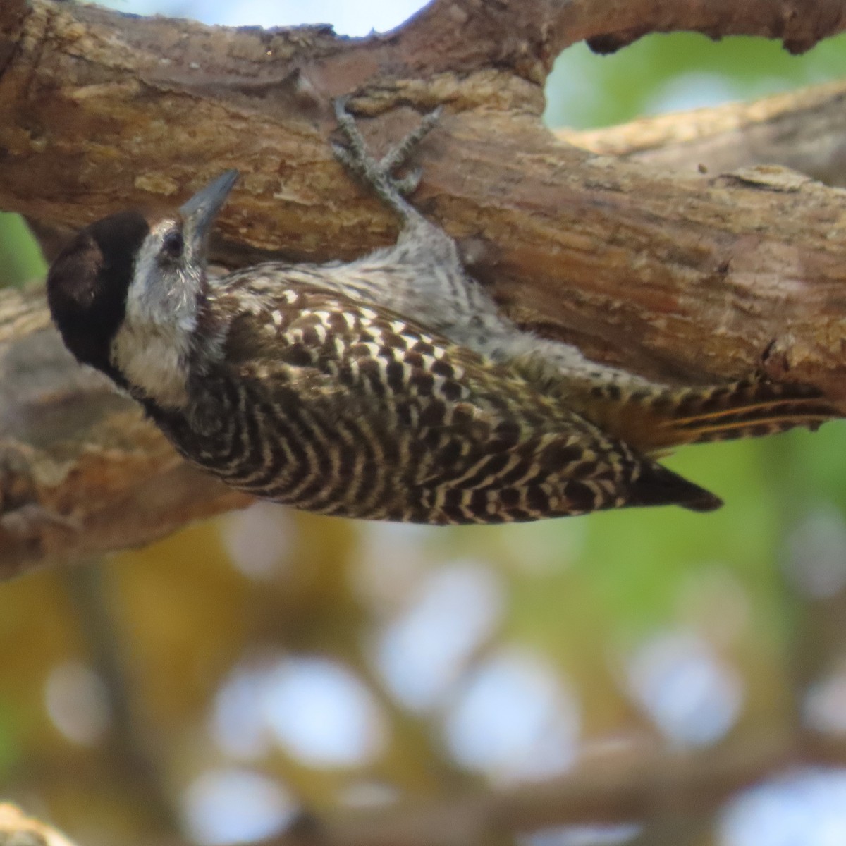 Cardinal Woodpecker - ML644597439