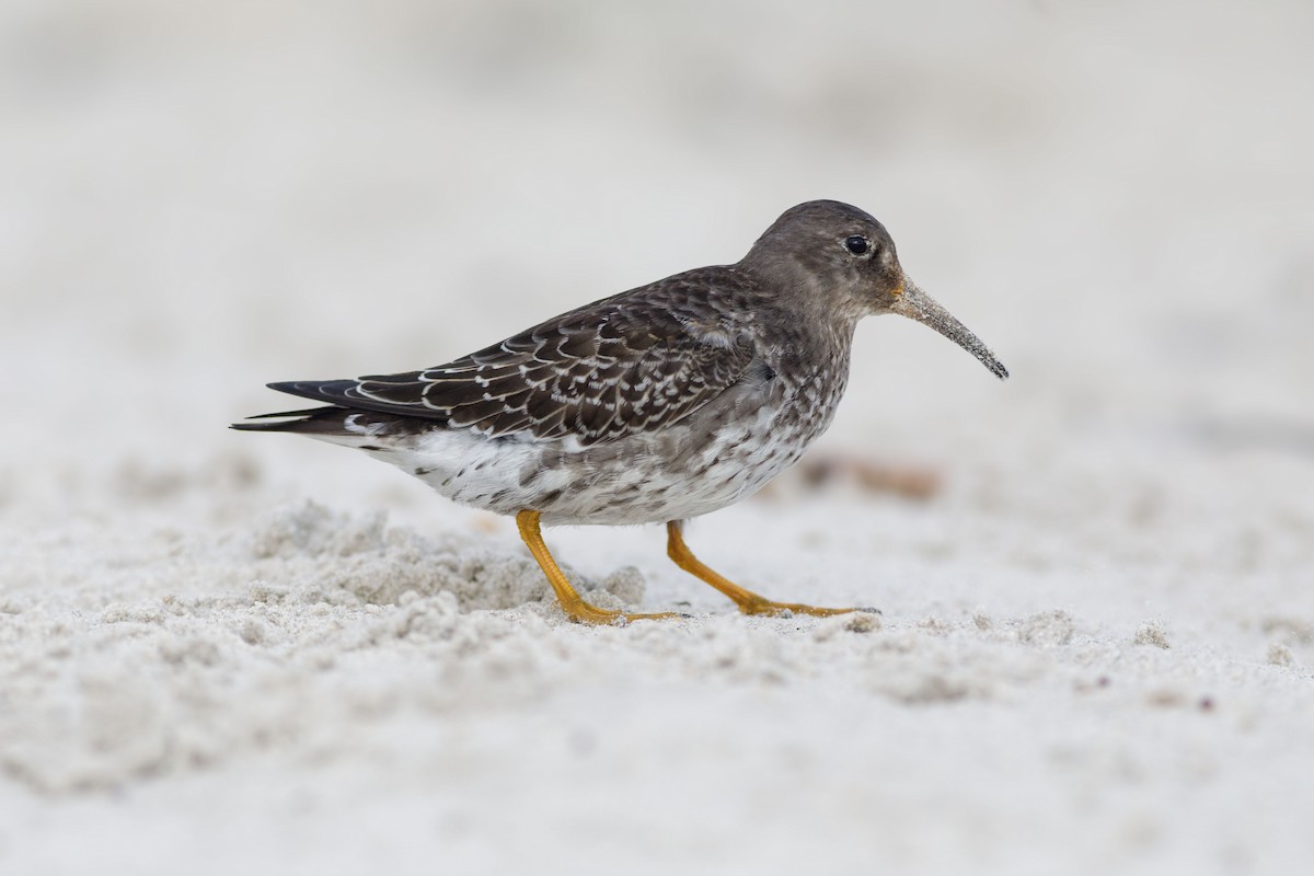 Purple Sandpiper - ML644597451