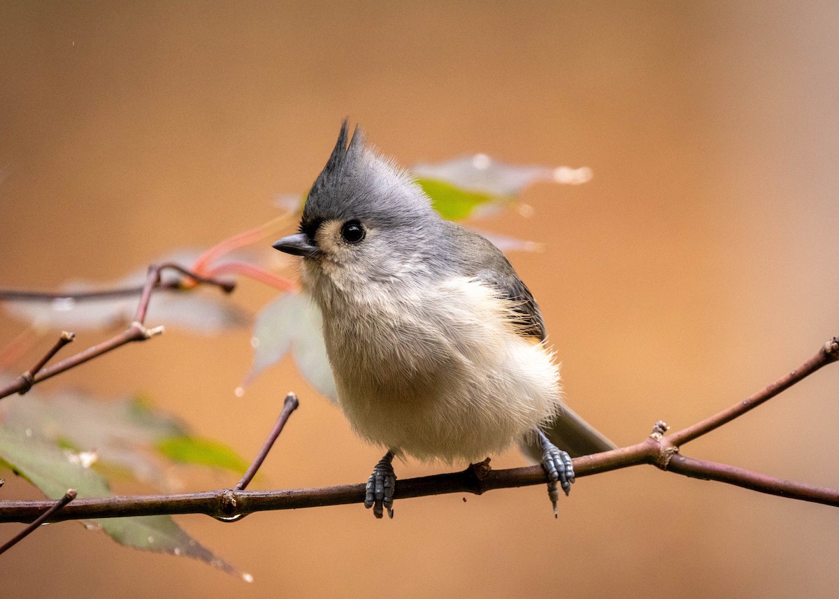 gråduskmeis - ML644597452