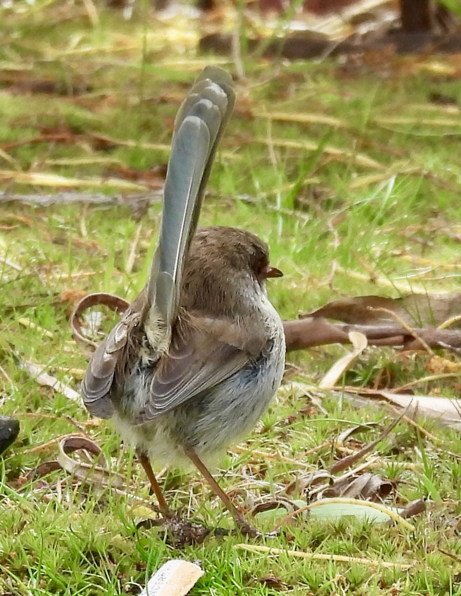 Superb Fairywren - ML644597454