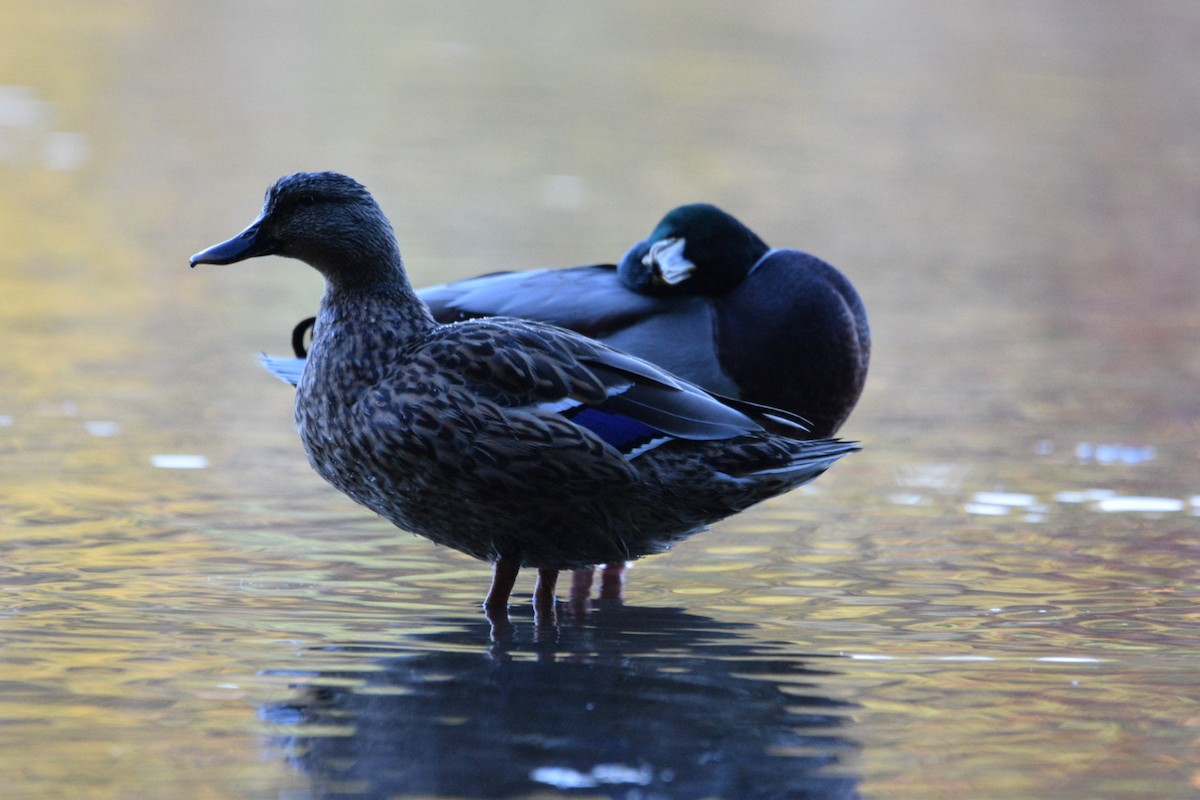 Mallard - ML644597462