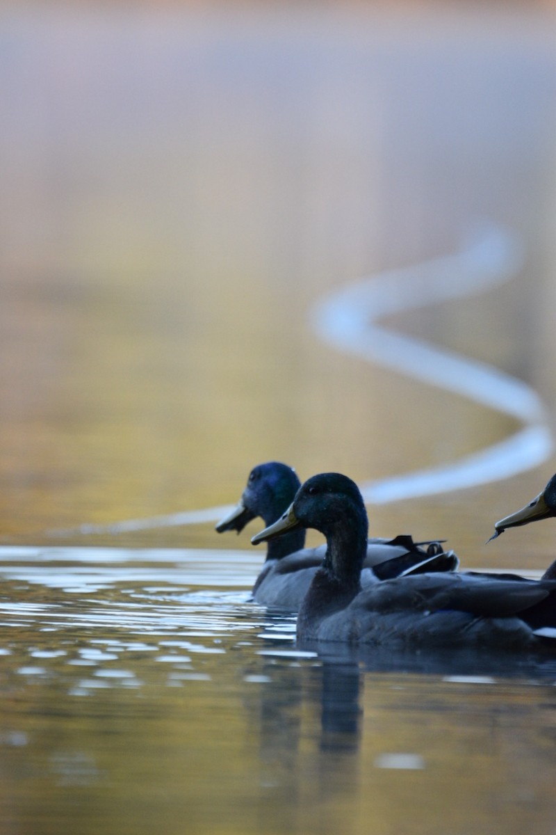 Mallard - ML644597463