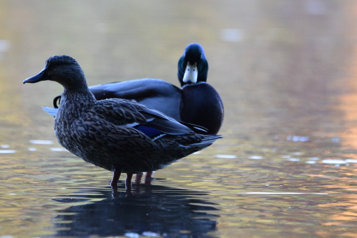 Mallard - ML644597464