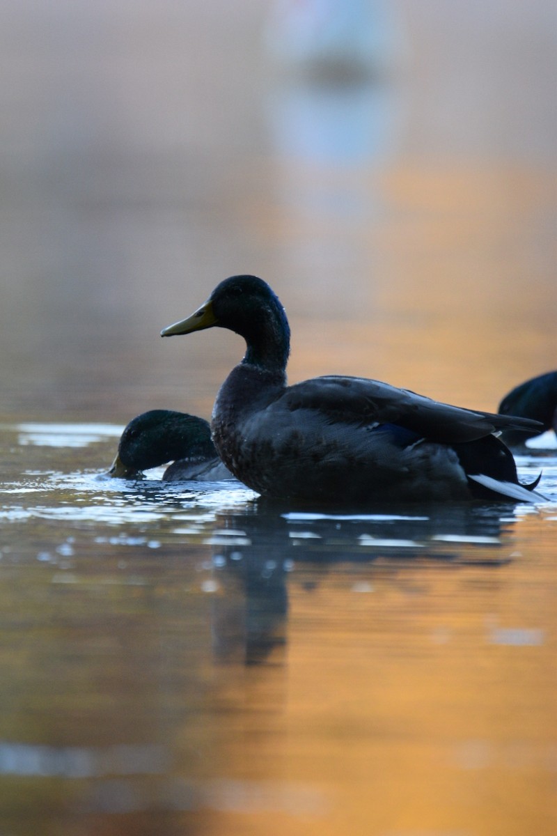 Mallard - ML644597465