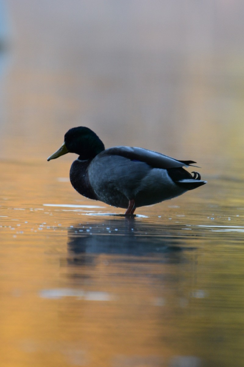 Mallard - ML644597466