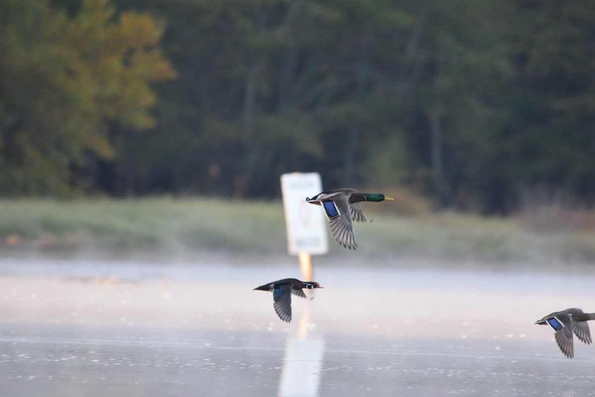 Mallard - ML644597467