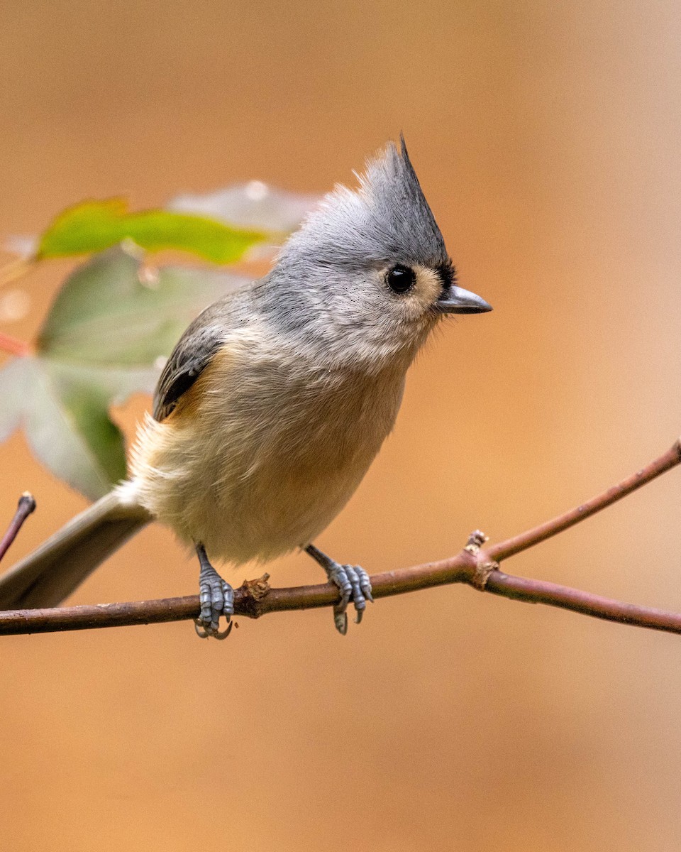 gråduskmeis - ML644597472