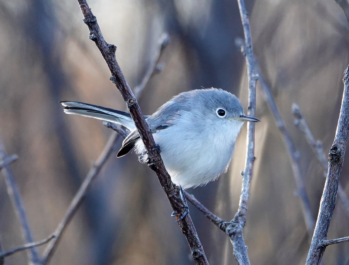 Blue-gray Gnatcatcher - ML644597473