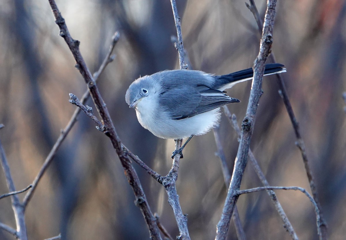 Blue-gray Gnatcatcher - ML644597474