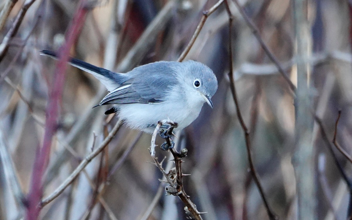Blue-gray Gnatcatcher - ML644597475