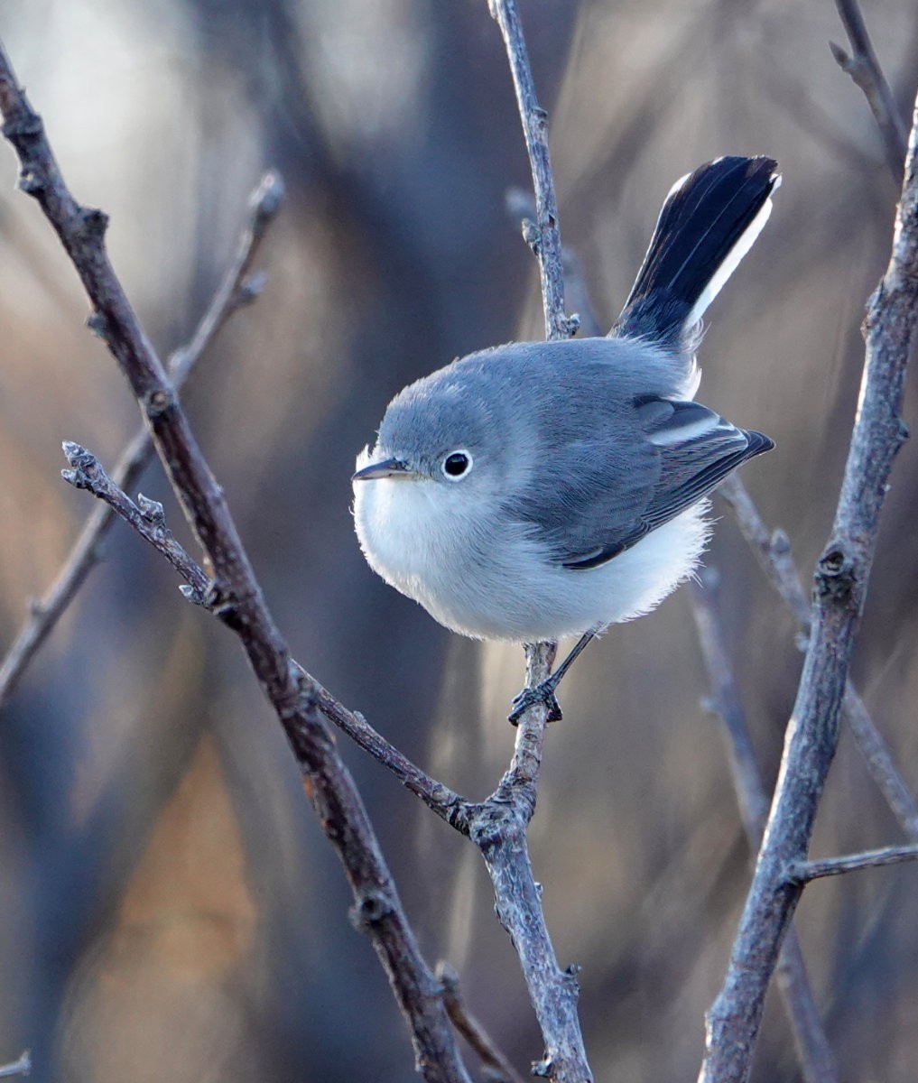 Blue-gray Gnatcatcher - ML644597476