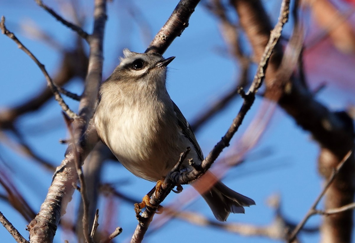 Golden-crowned Kinglet - Sandra Dennis