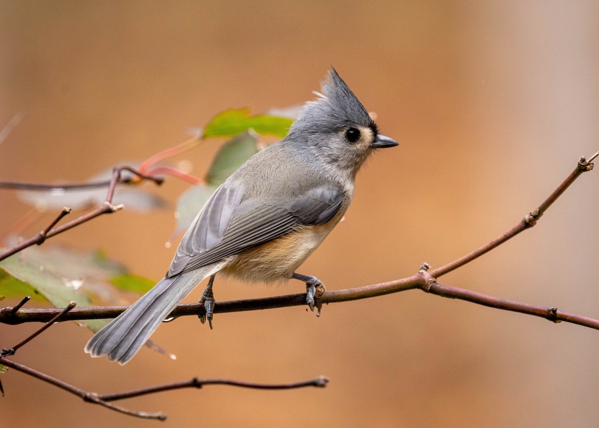 gråduskmeis - ML644597496