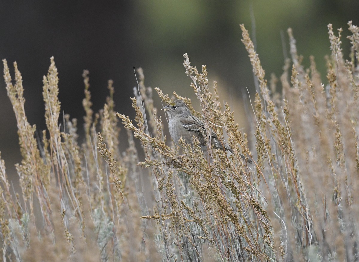 Golden-crowned Sparrow - Sevilla Rhoads
