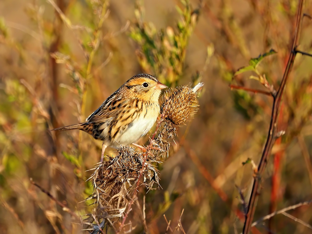 LeConte's Sparrow - ML644597515