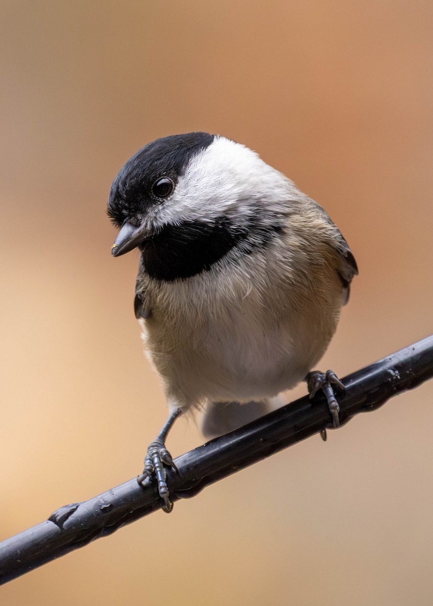 Carolina Chickadee - ML644597524