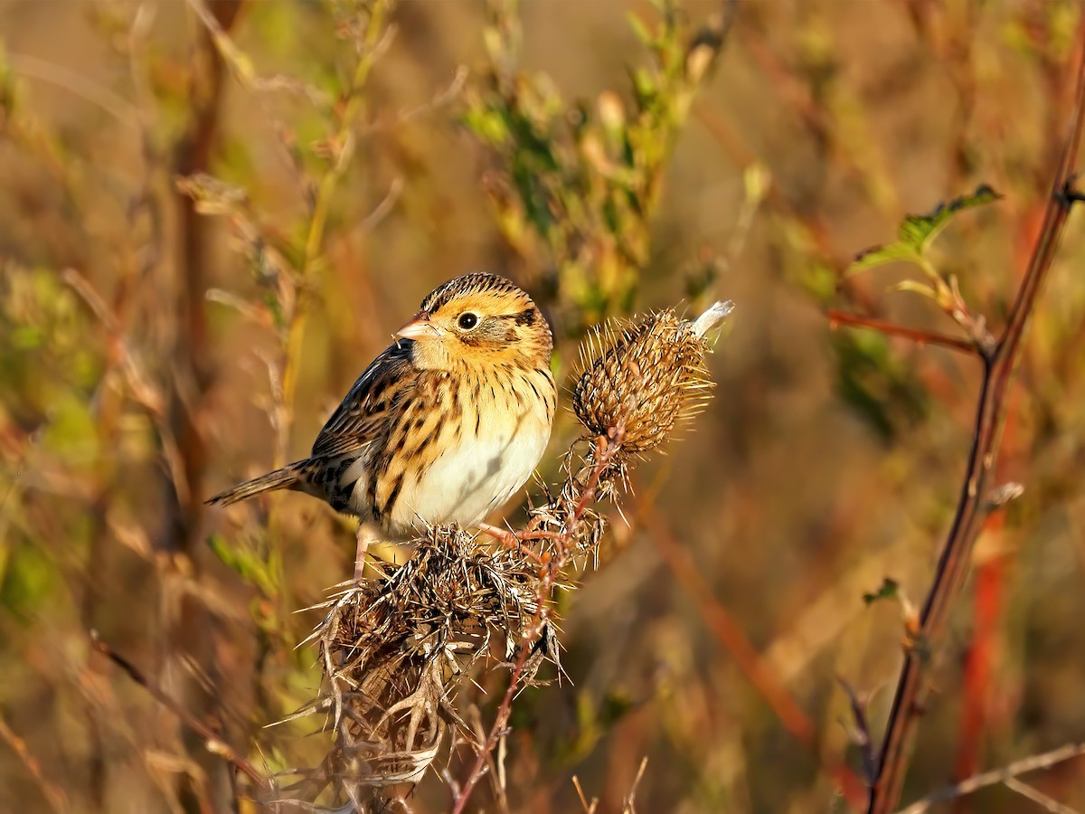 LeConte's Sparrow - ML644597525