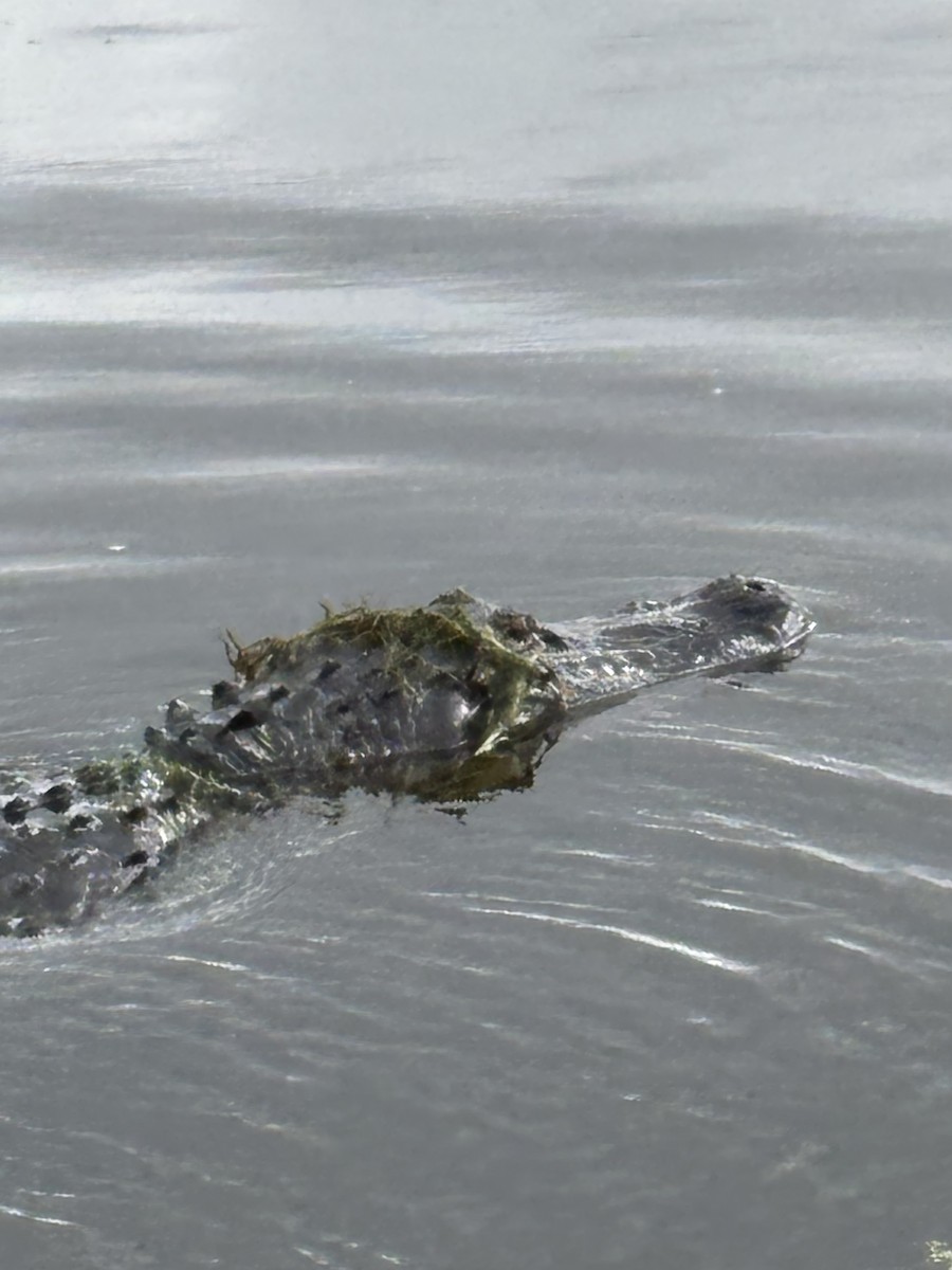 American Alligator - ML644597539