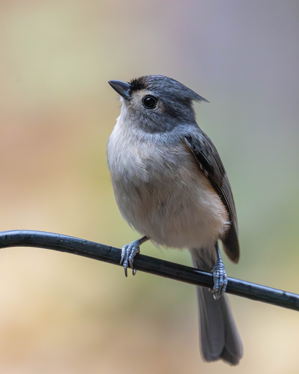 gråduskmeis - ML644597542