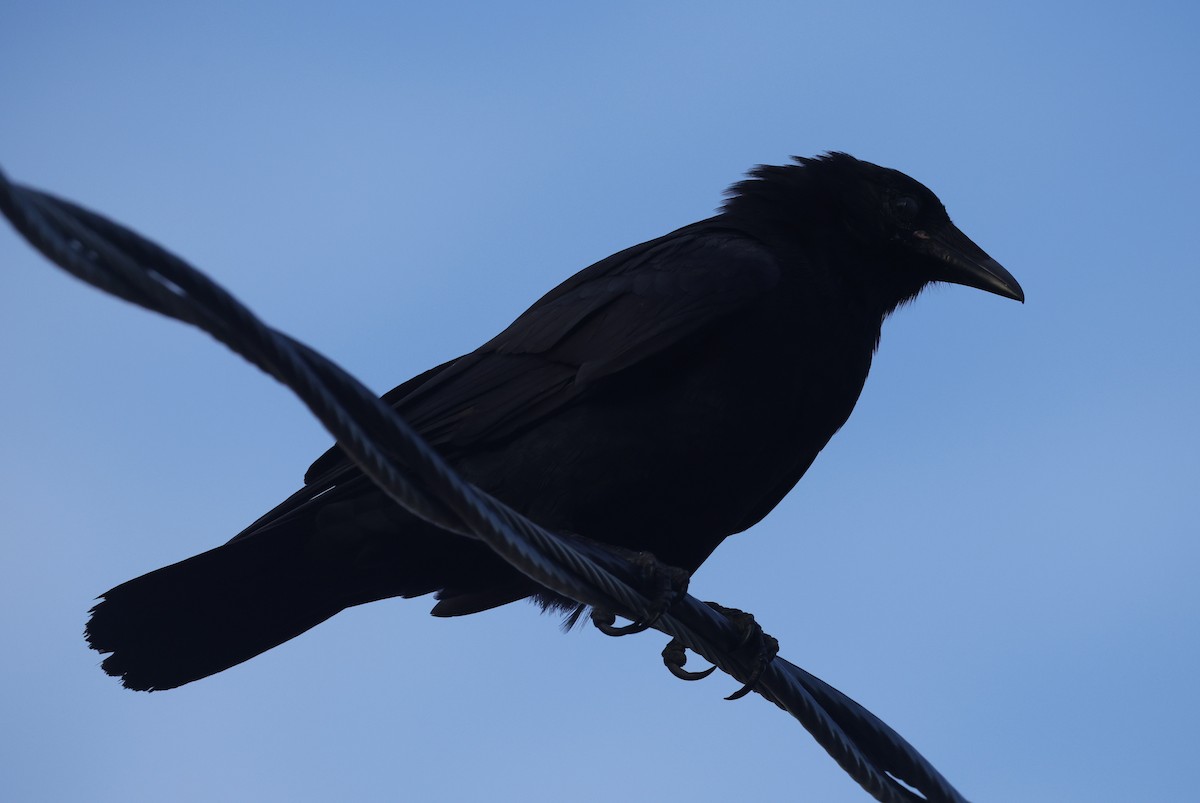 Balıkçı Karga - ML644597543