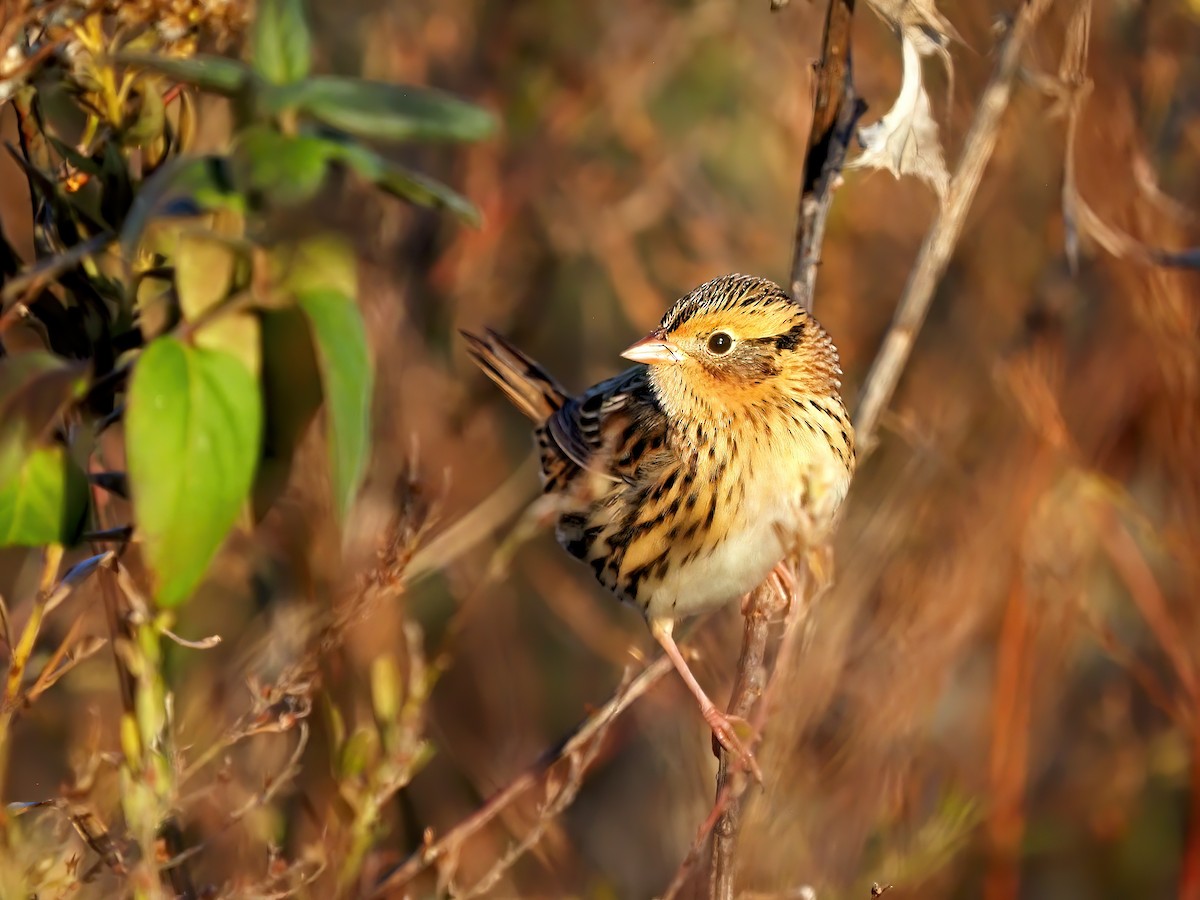 LeConte's Sparrow - ML644597544