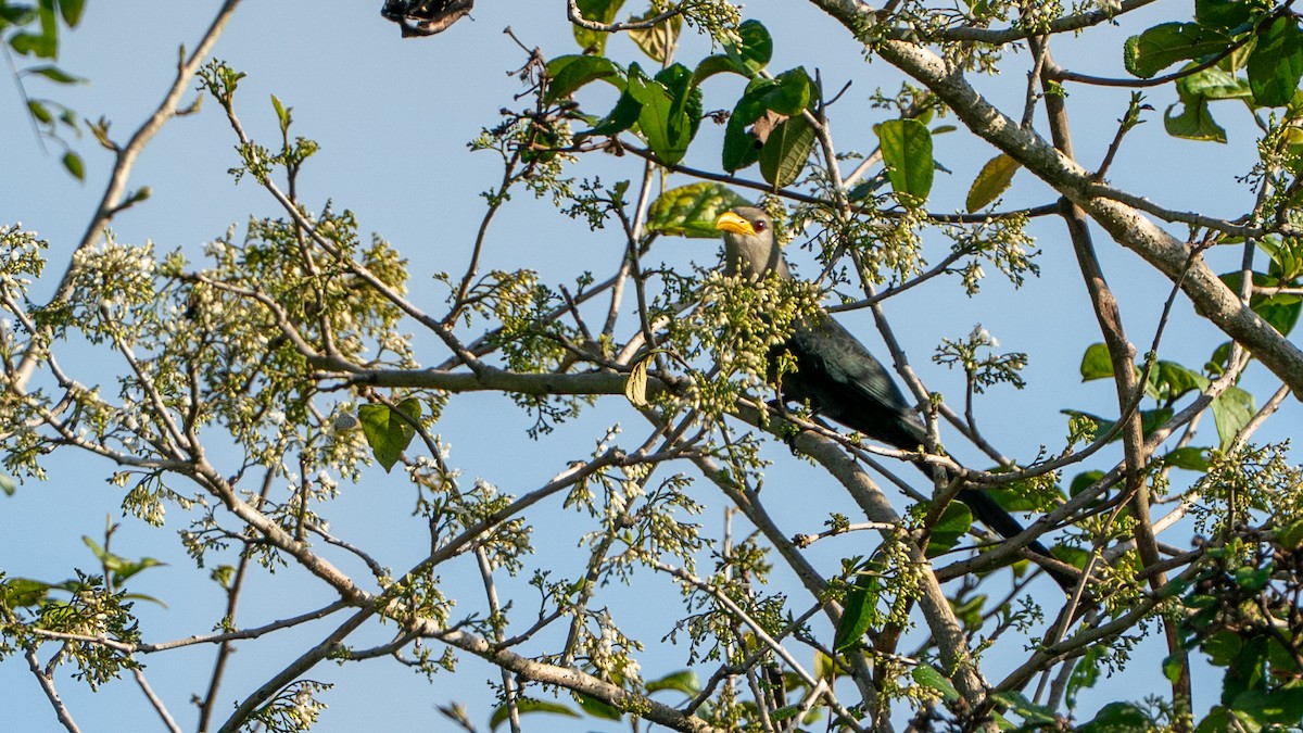 Green Malkoha - ML644597553