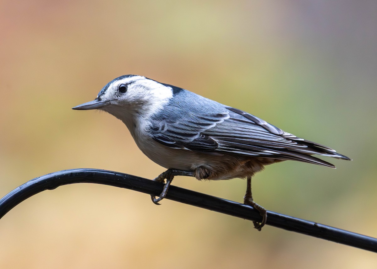 Sittelle à poitrine blanche - ML644597567