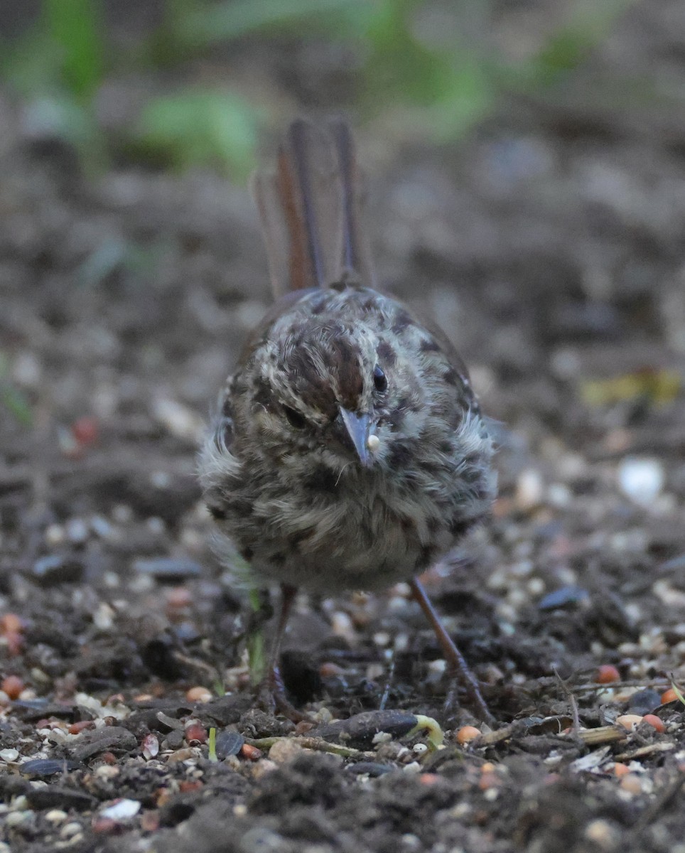 Ötücü Serçe (melodia/atlantica) - ML644597576