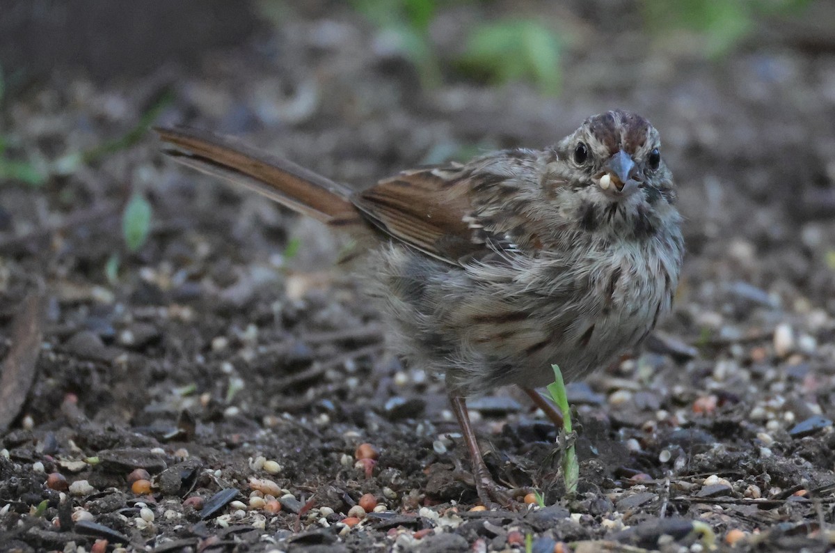 Ötücü Serçe (melodia/atlantica) - ML644597577